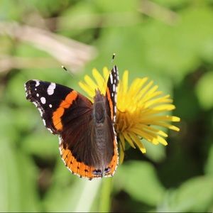 Meet your Posher, Viktorija